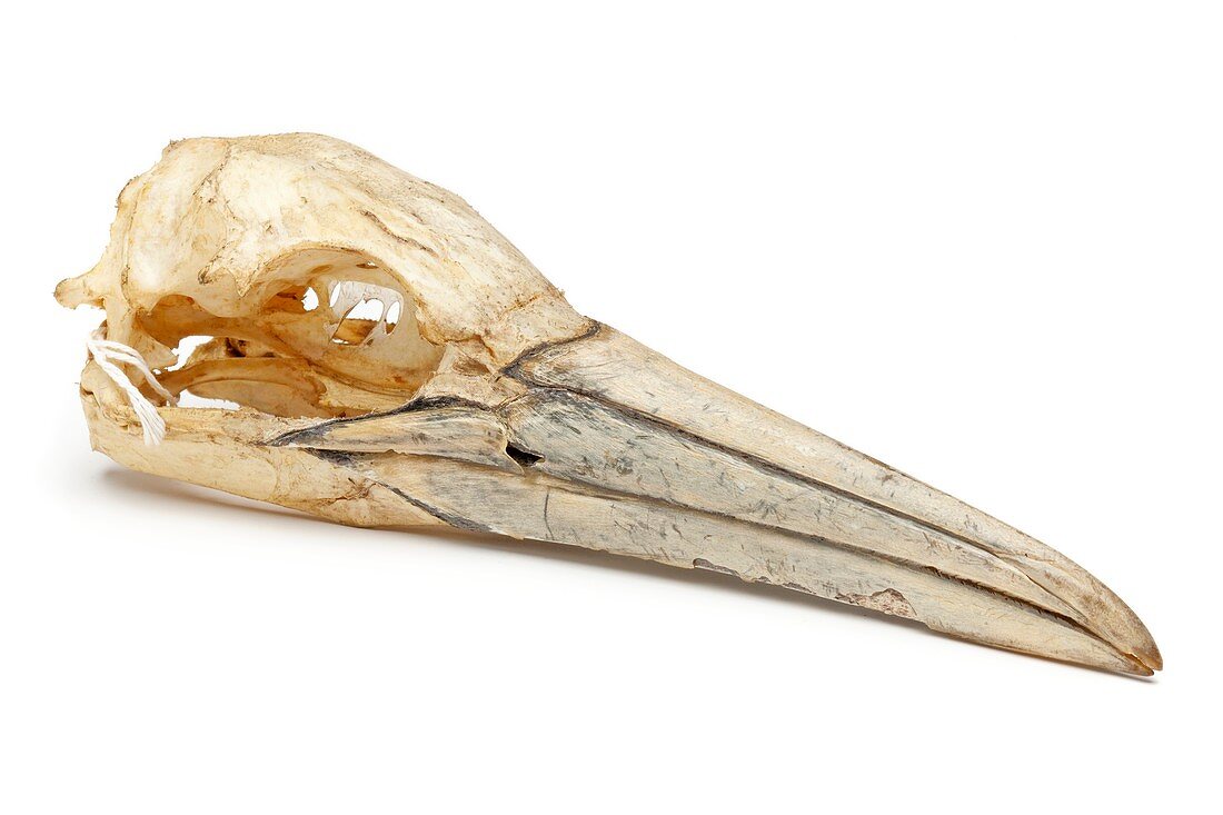 Northern gannet skull