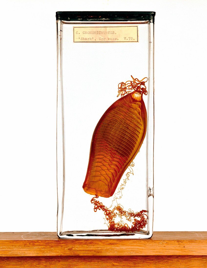 Shark egg case,specimen