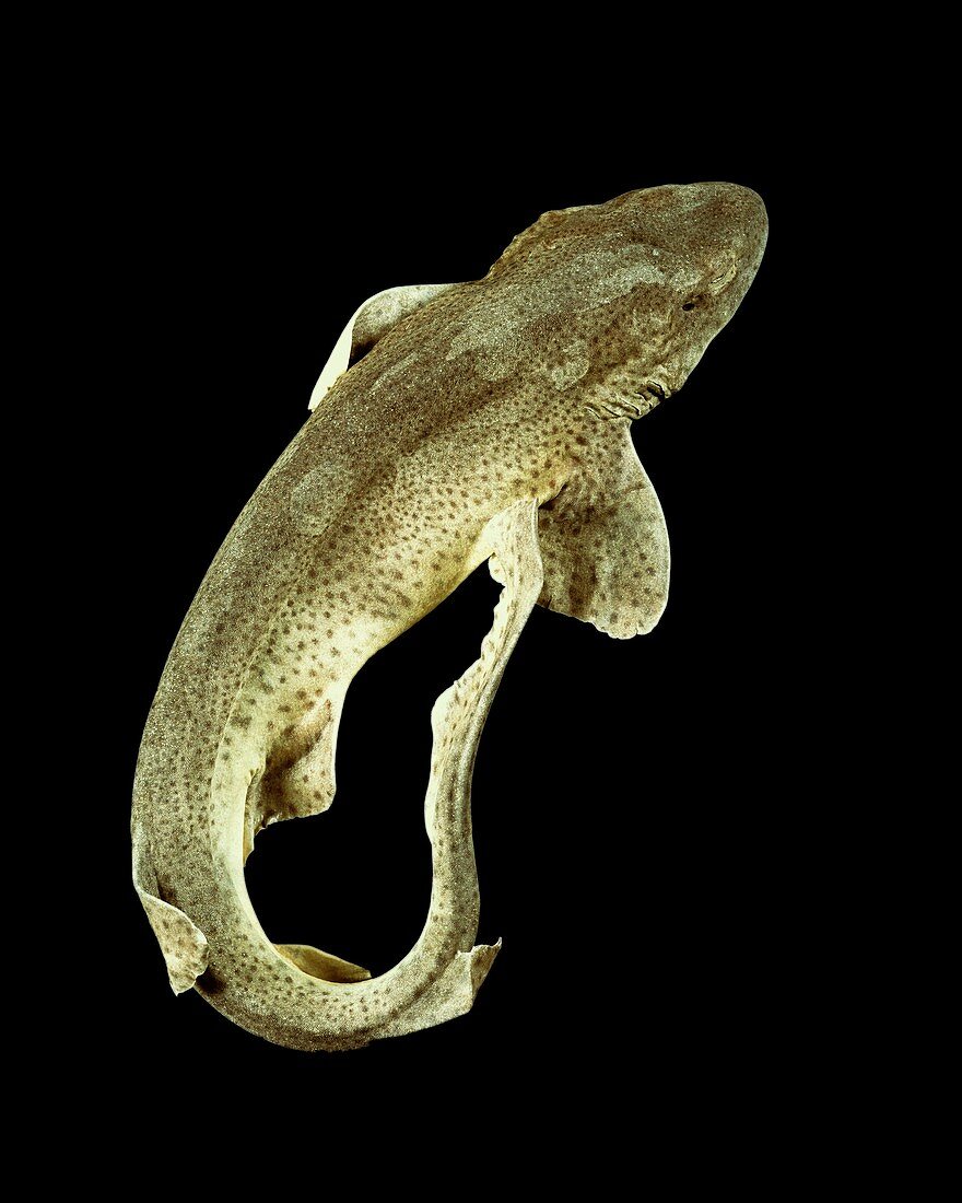 Lesser spotted dogfish specimen
