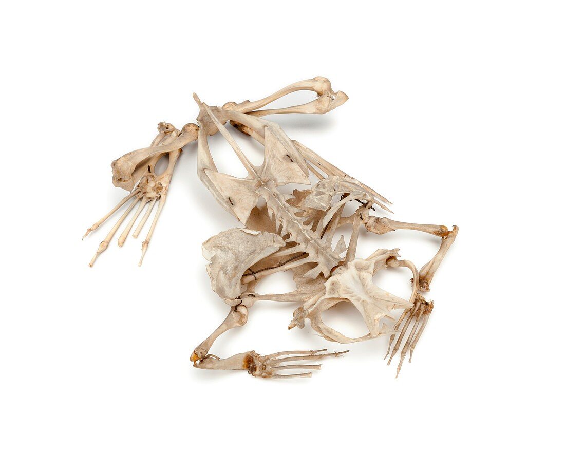 Toad skeleton