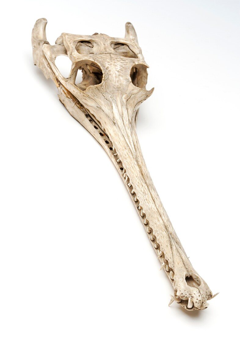 Gharial skull