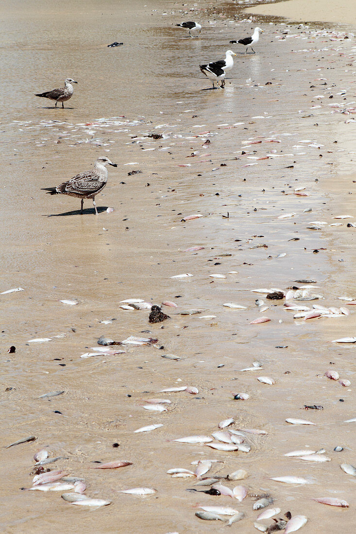 Fish killed by unseasonal temperatures