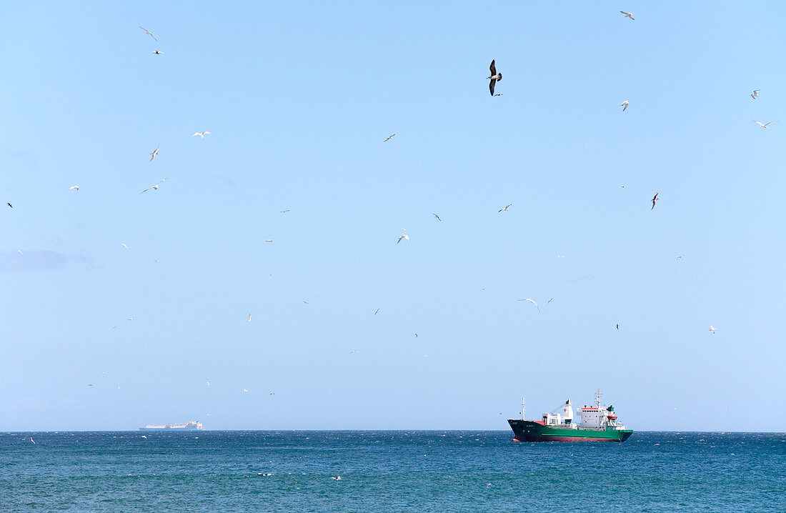 Seabirds feeding on a shoal of fish