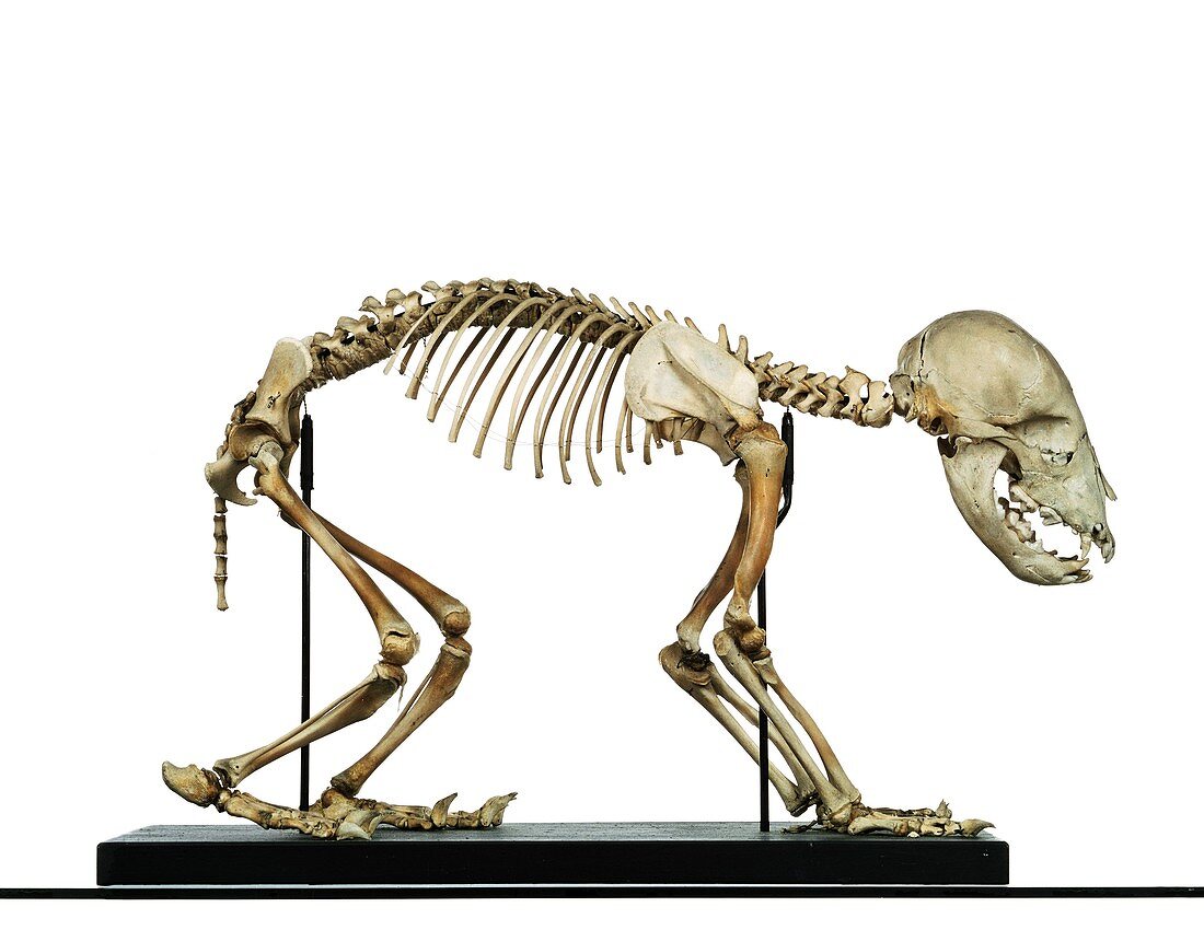 Infant bear skeleton