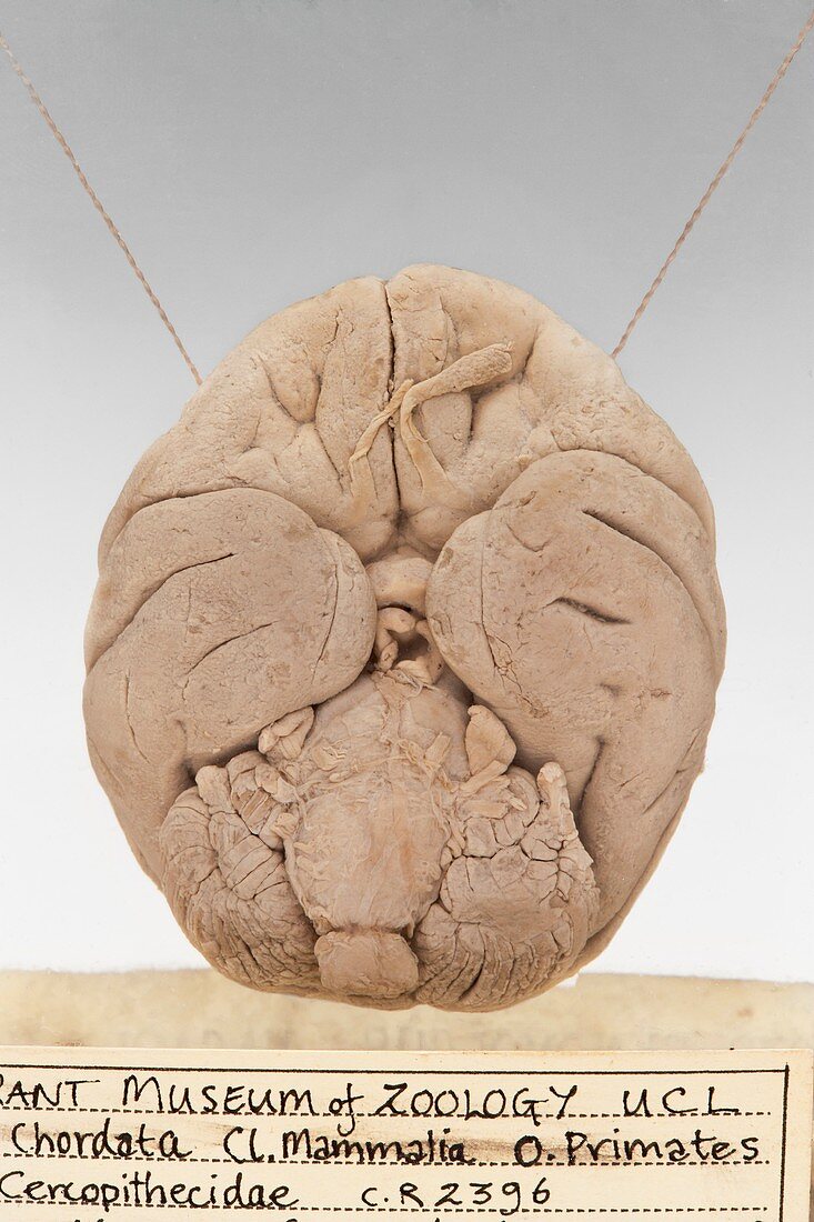 Macaque brain