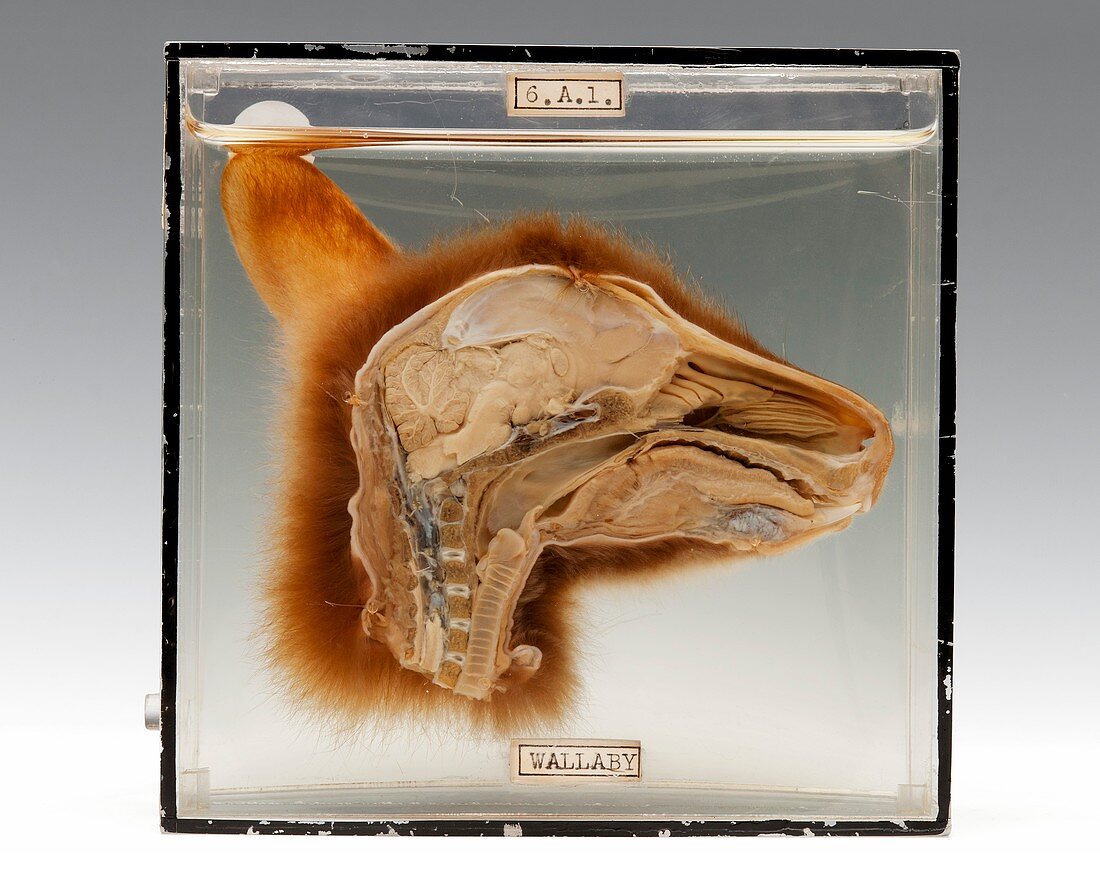 Kangaroo head,specimen