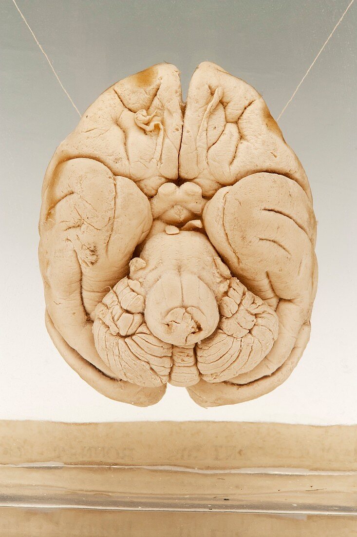 Macaque brain,specimen
