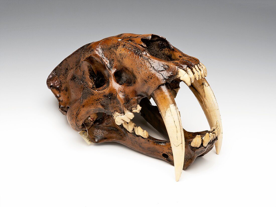 Sabre-toothed cat skull,replica