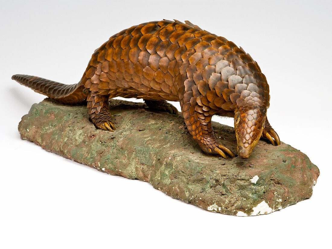 Stuffed pangolin