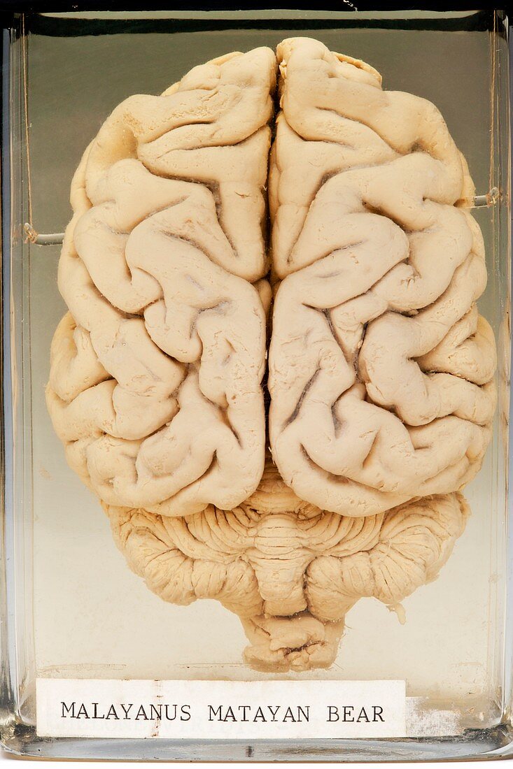 Malayan sun bear brain,specimen