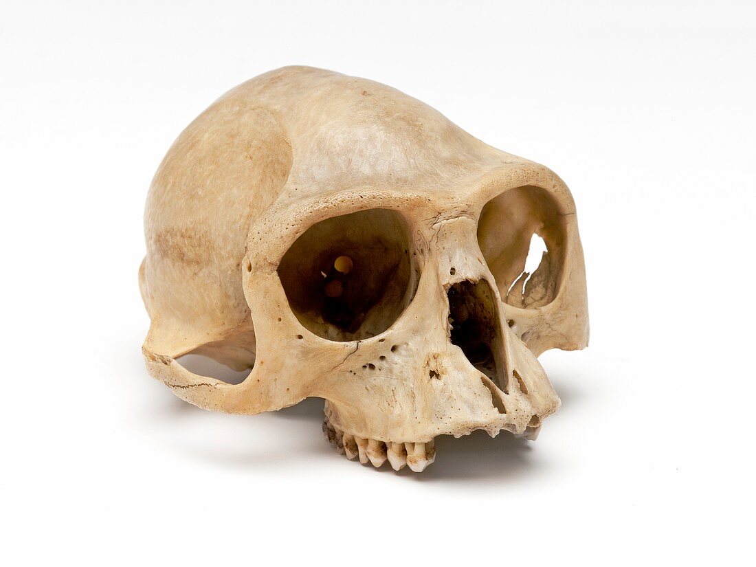 Gibbon skull