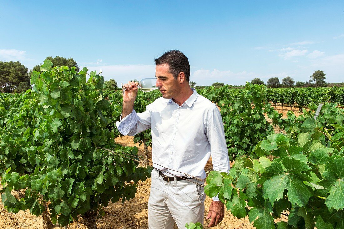 Wine expert in a vineyard