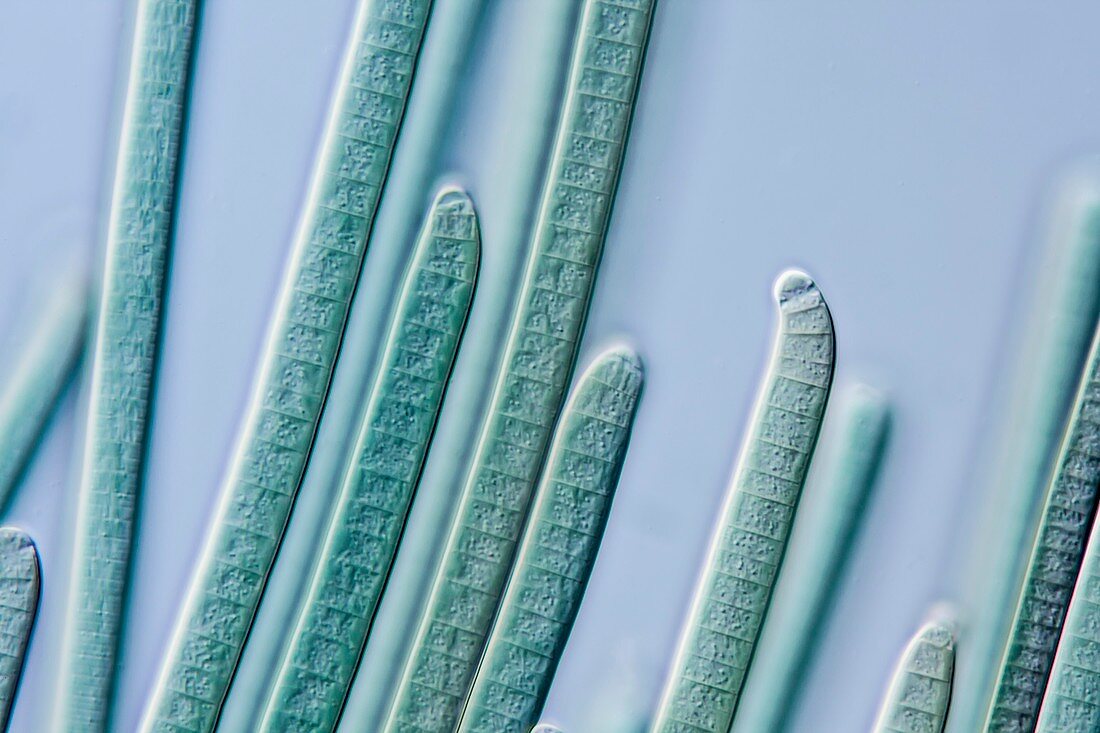 Cyanobacteria filaments,LM