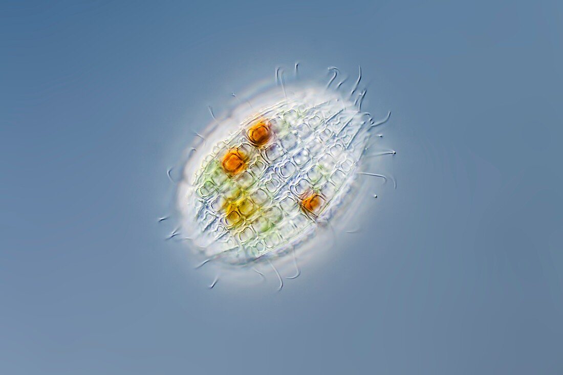 Coleps ciliate,LM