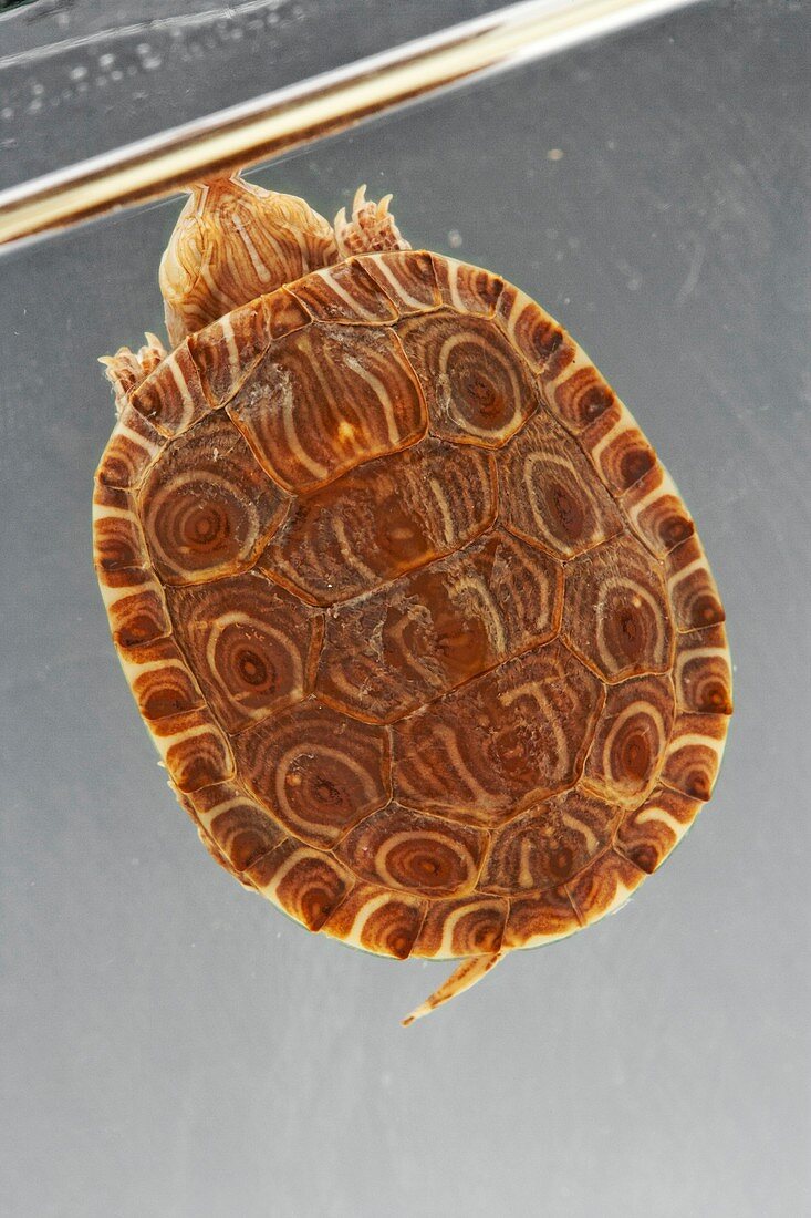 Pond turtle,specimen