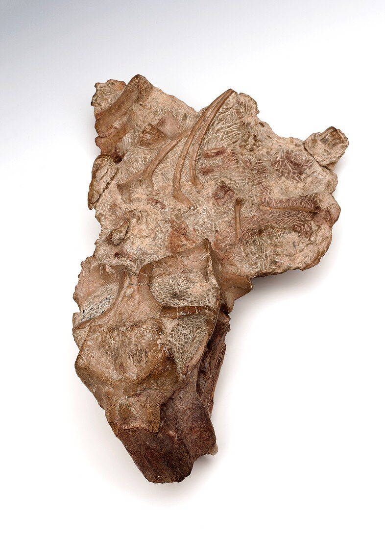 Lystrosaurus fossil