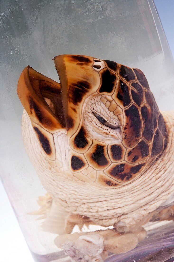 Hawksbill turtle head,specimen