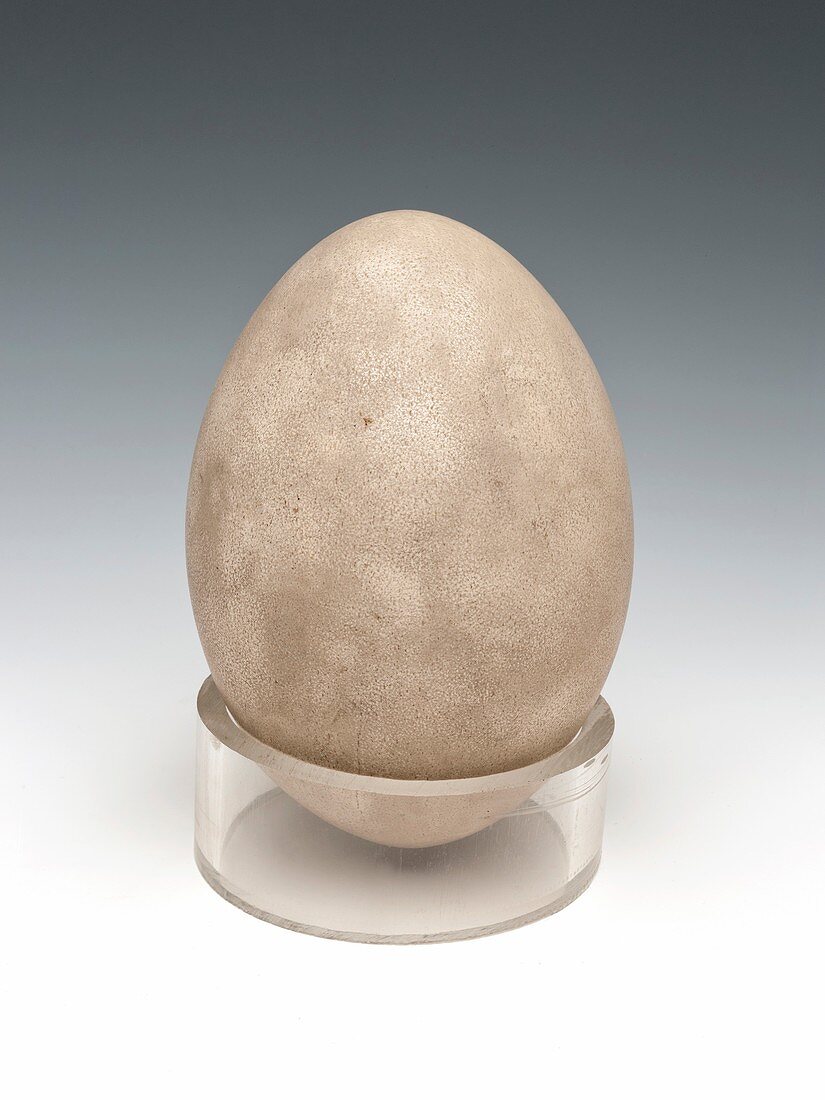 Rhea egg,specimen