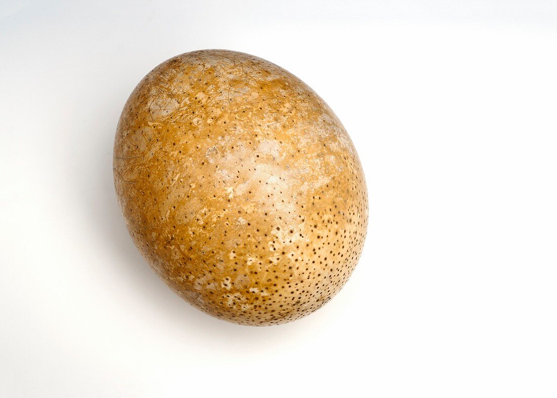 Ostrich egg,specimen