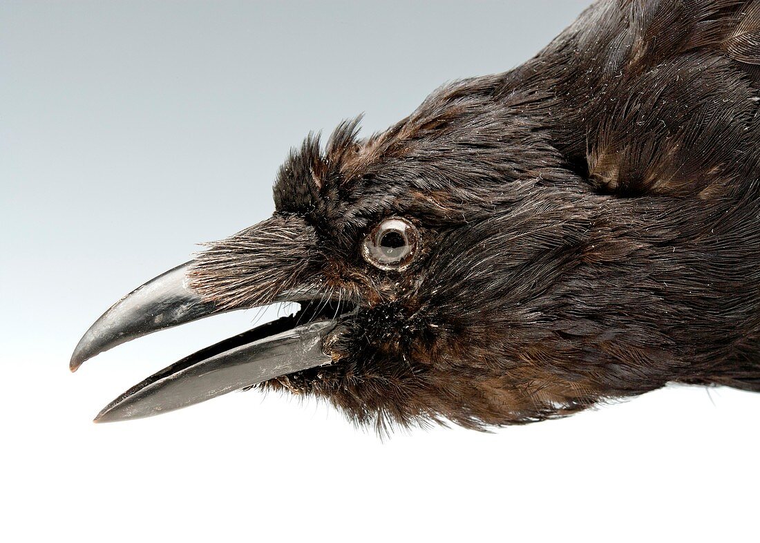 Head of a stuffed carrion crow