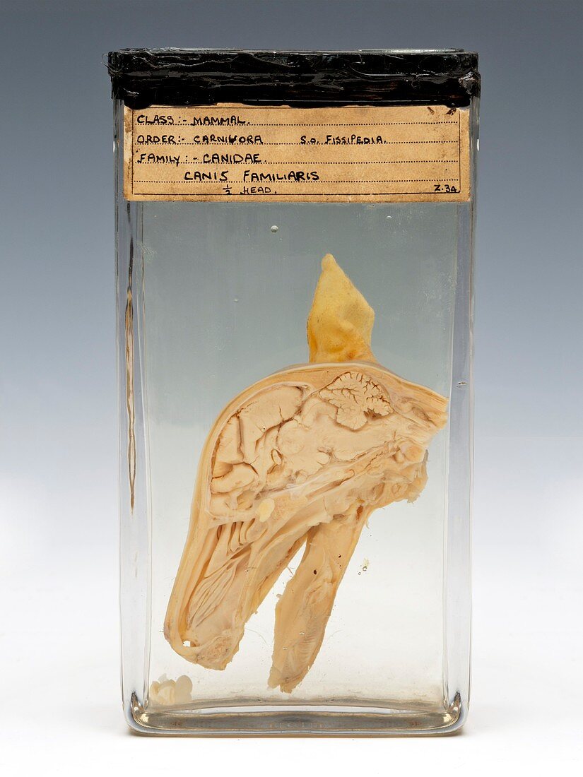 Sectioned dog's head specimen