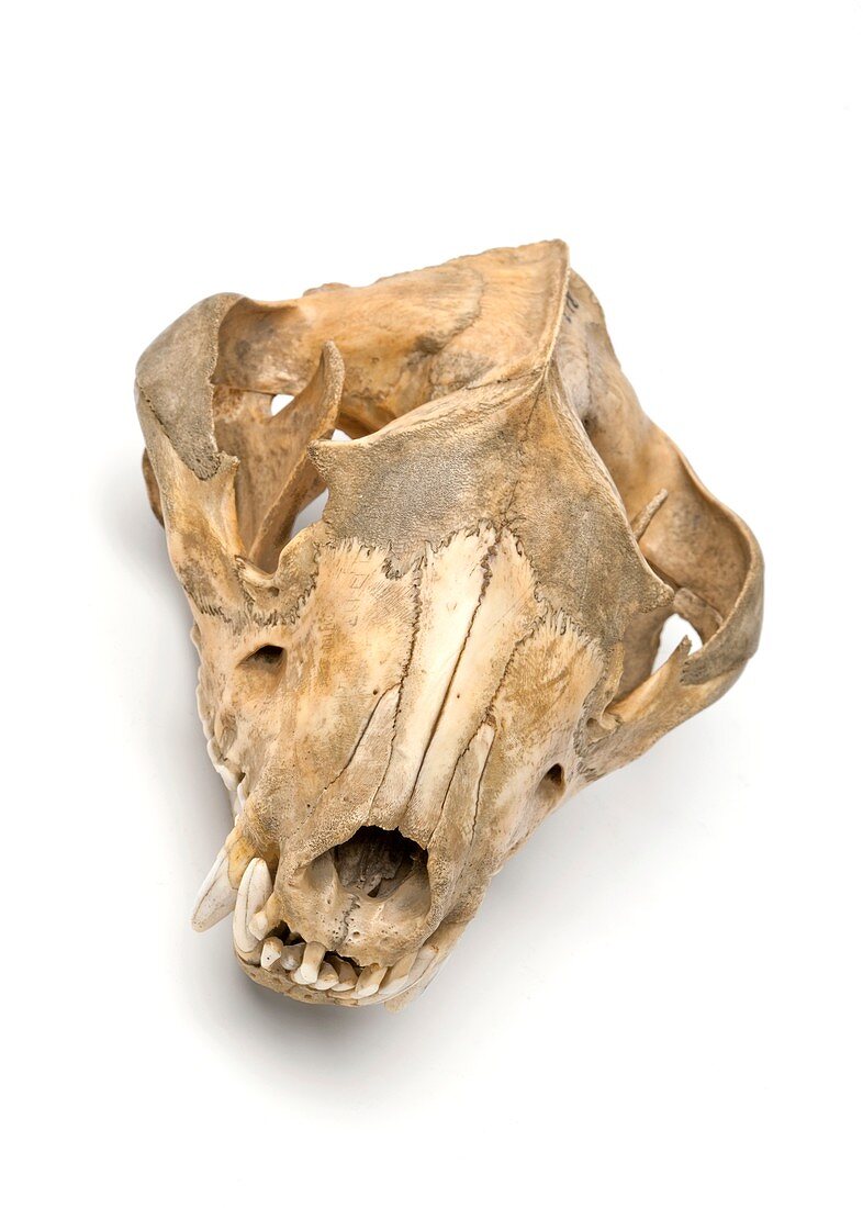 Tasmanian devil skull