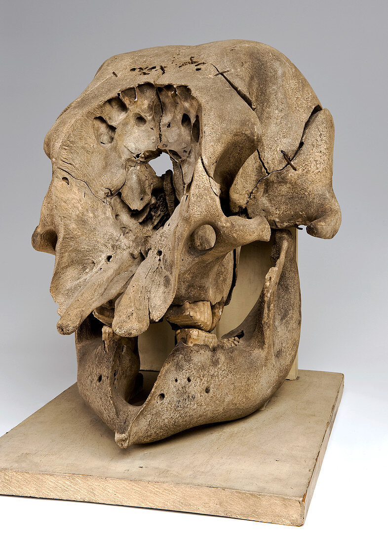 Elephant skull