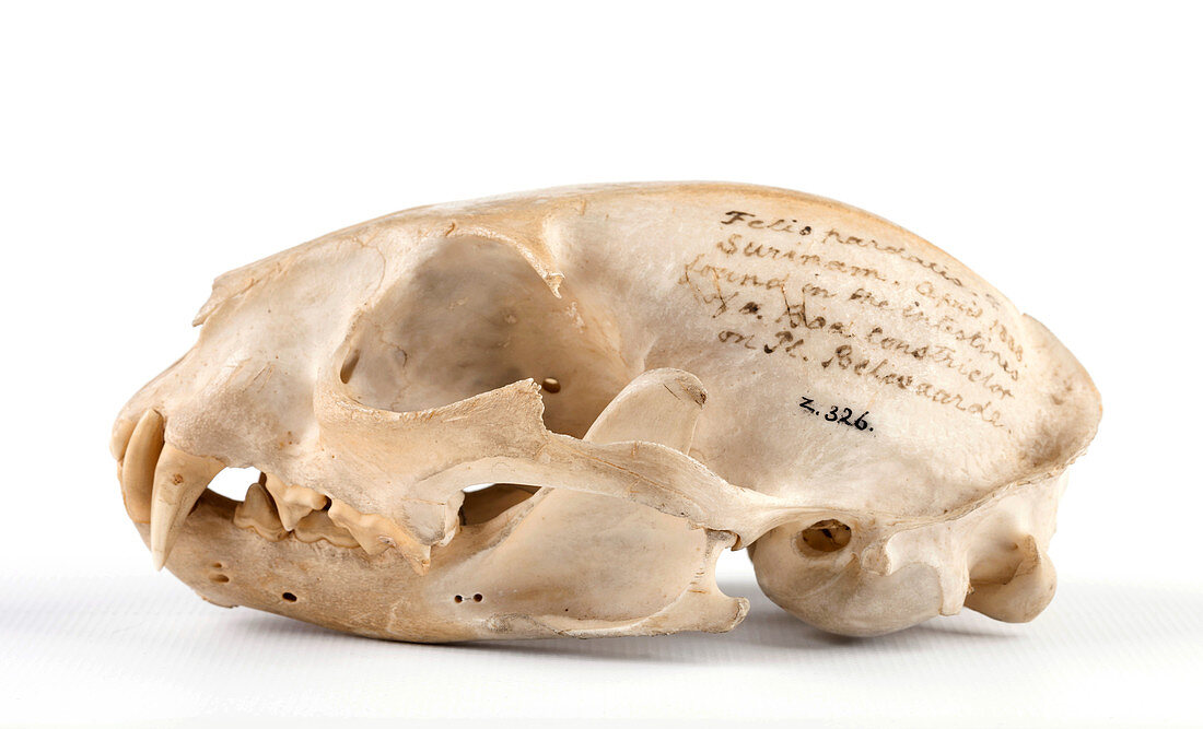 Ocelot skull