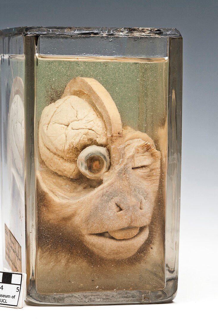 Dissected monkey head