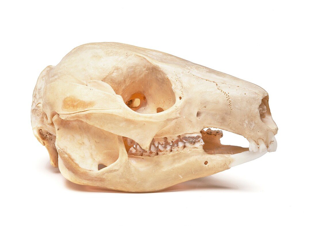 Rock wallaby skull