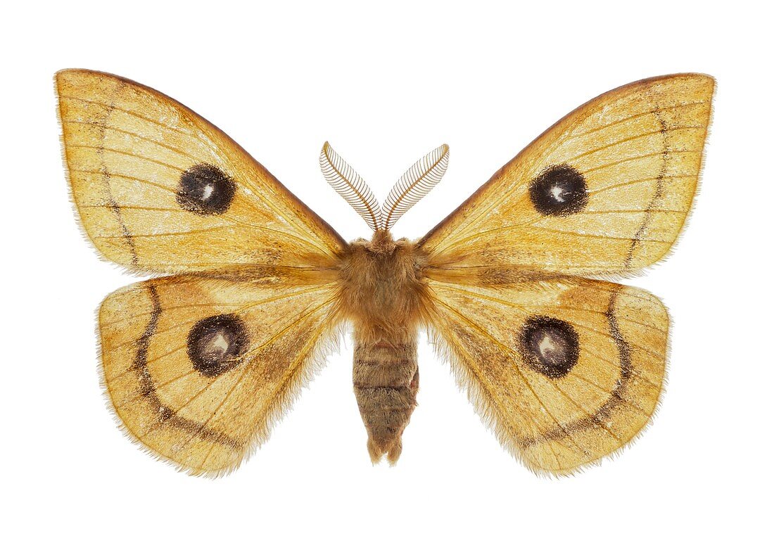 Tau emperor moth