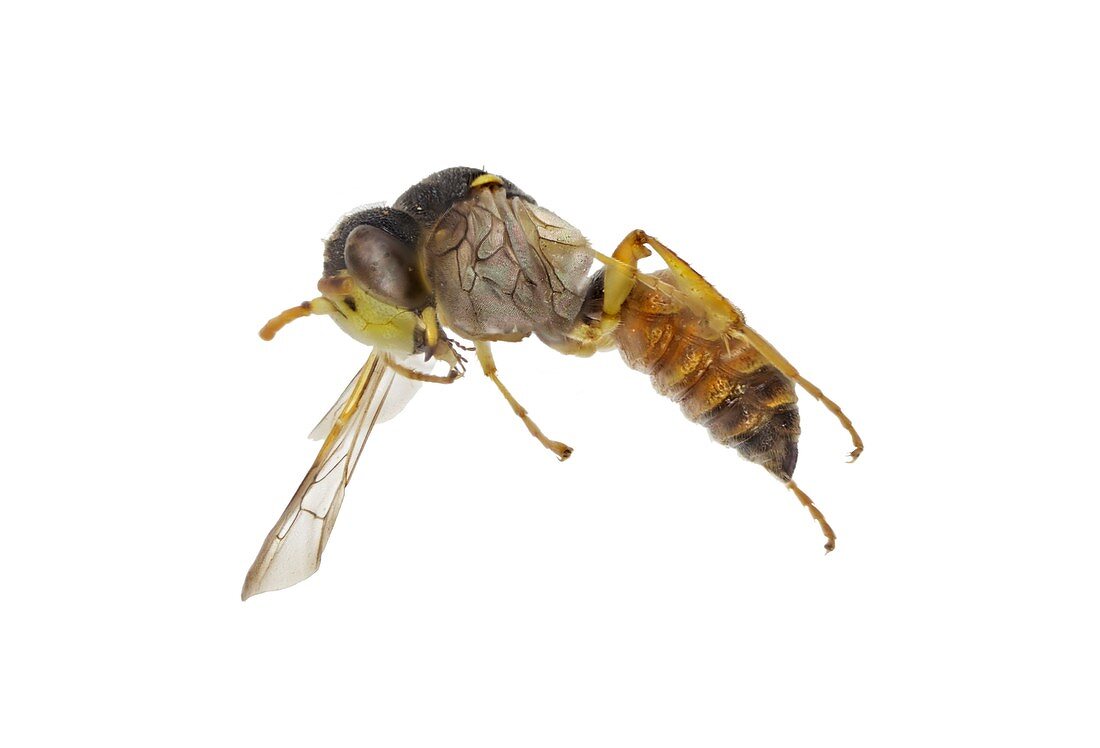 Cerceris flaviventris wasp