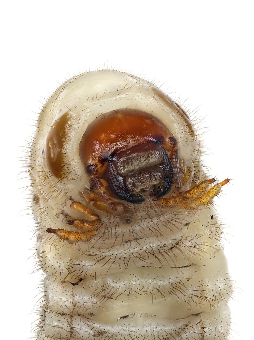 Head of a beetle larva