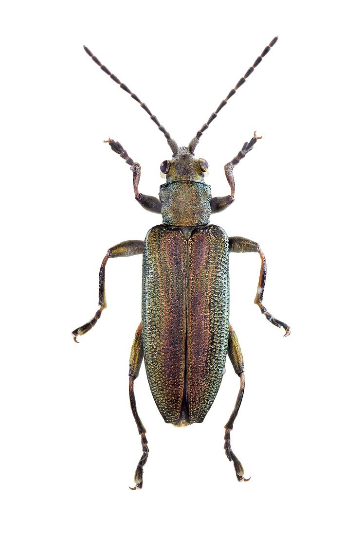 Reed beetle