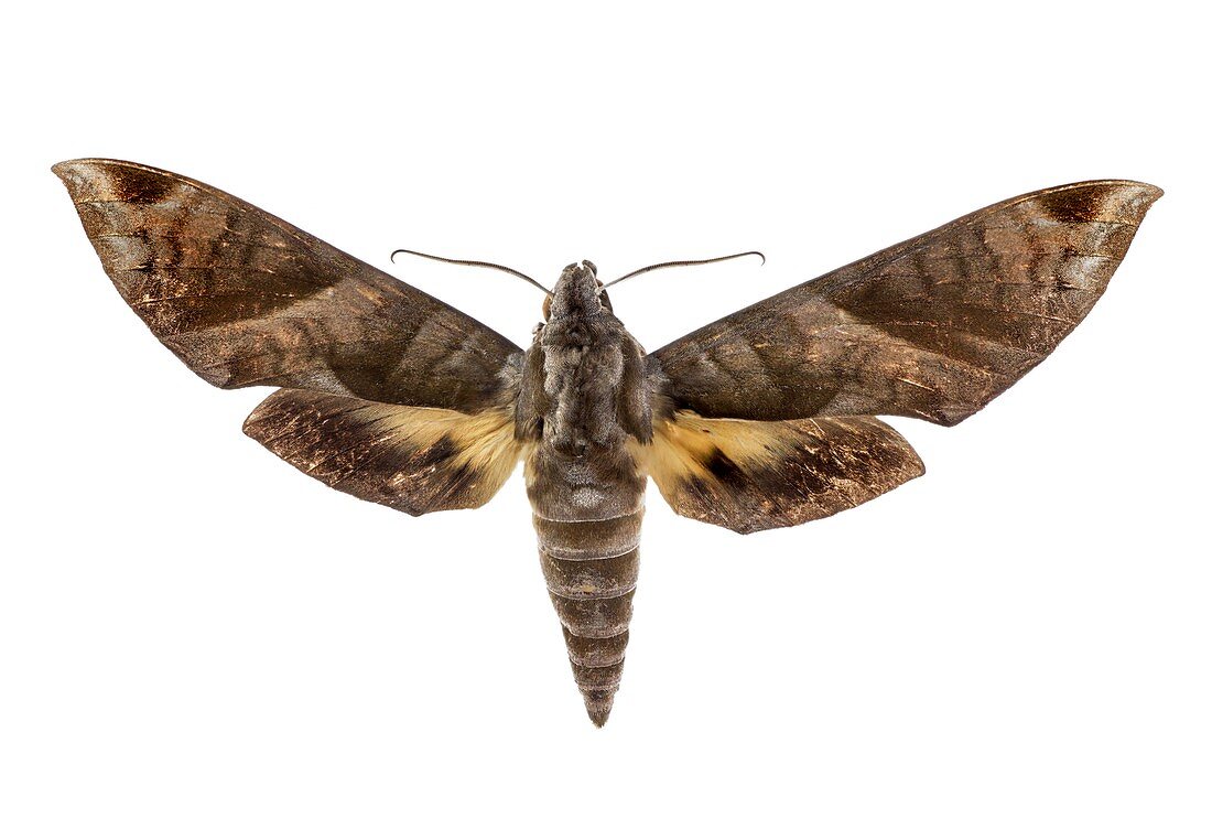 Hawk moth