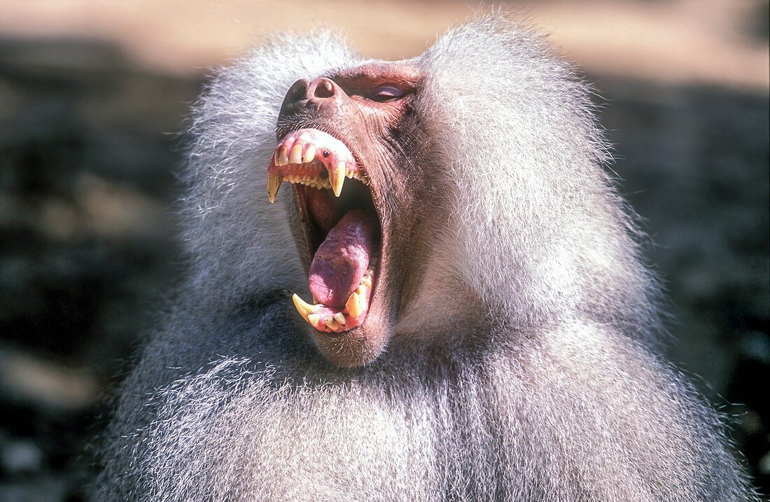 Growling Dominant male Hamadryas baboon