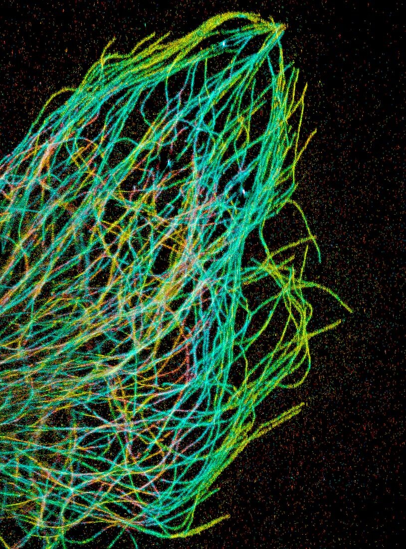 Tubulin microtubules,micrograph