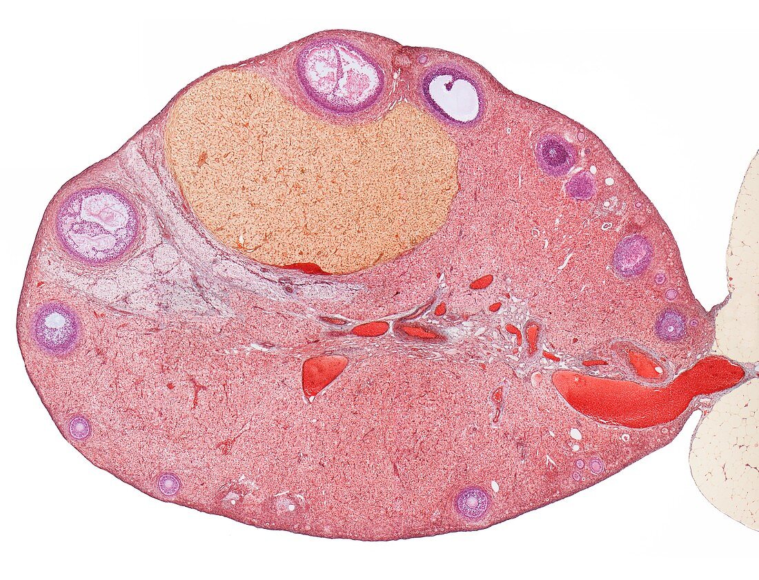 Ovary,light micrograph