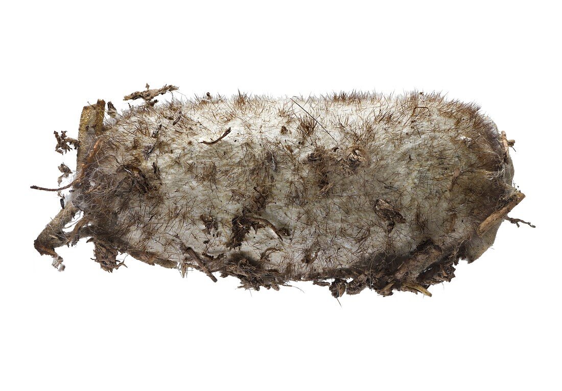 Lappet moth pupa