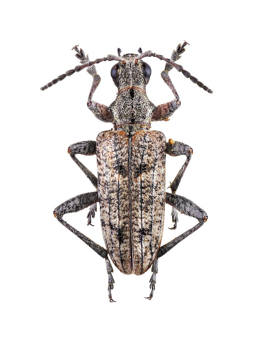 Ribbed pine borer beetle