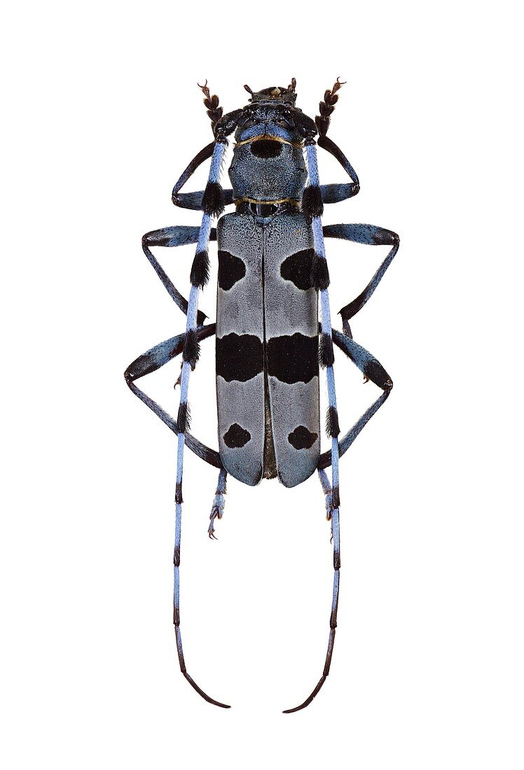 Rosalia longicorn beetle