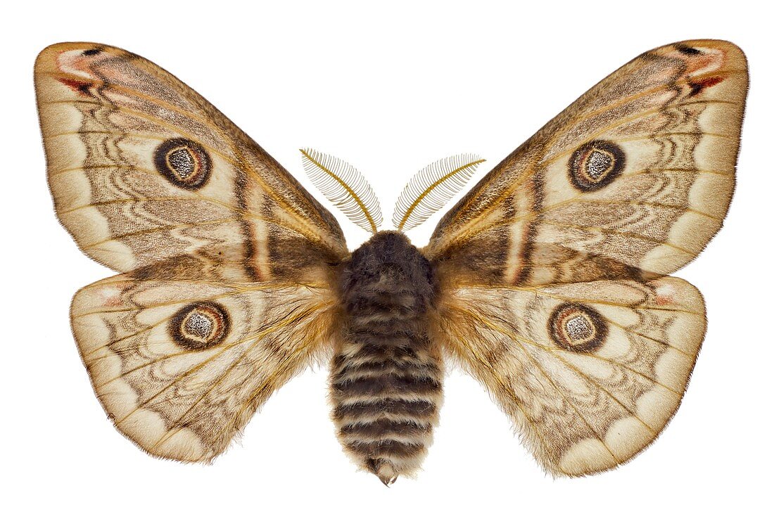 Sloe emperor moth