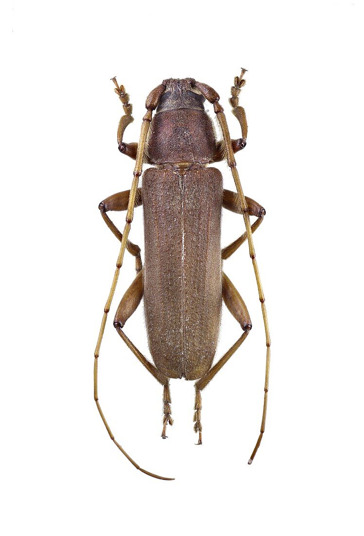 Longhorn beetle