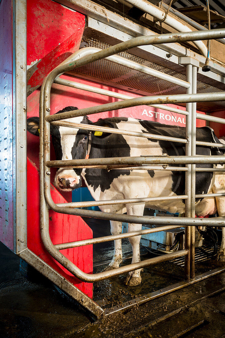 Cow in milking machine