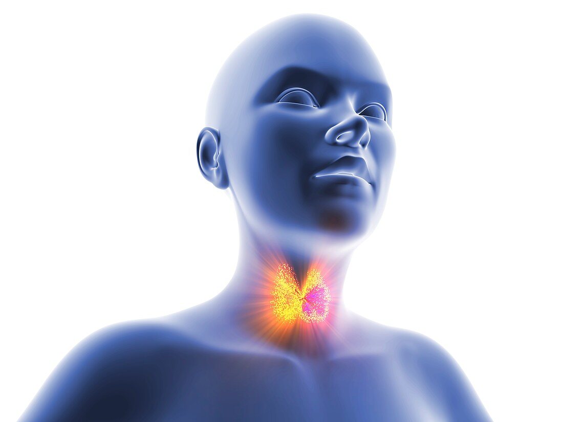 Scintigram of normal human thyroid gland