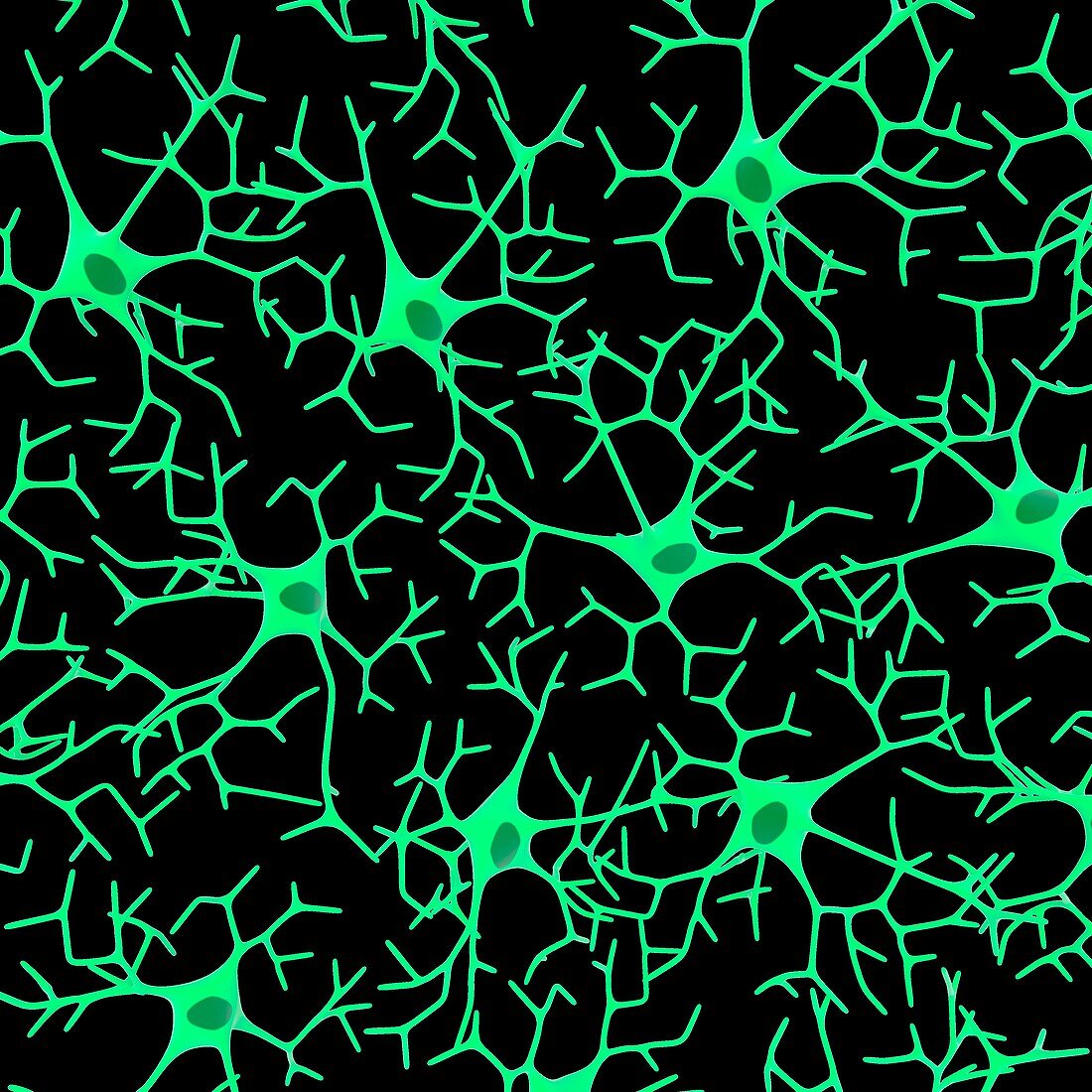 Nerve cells,illustration