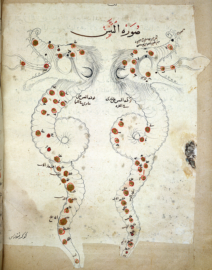 Hydra constellation,13th century