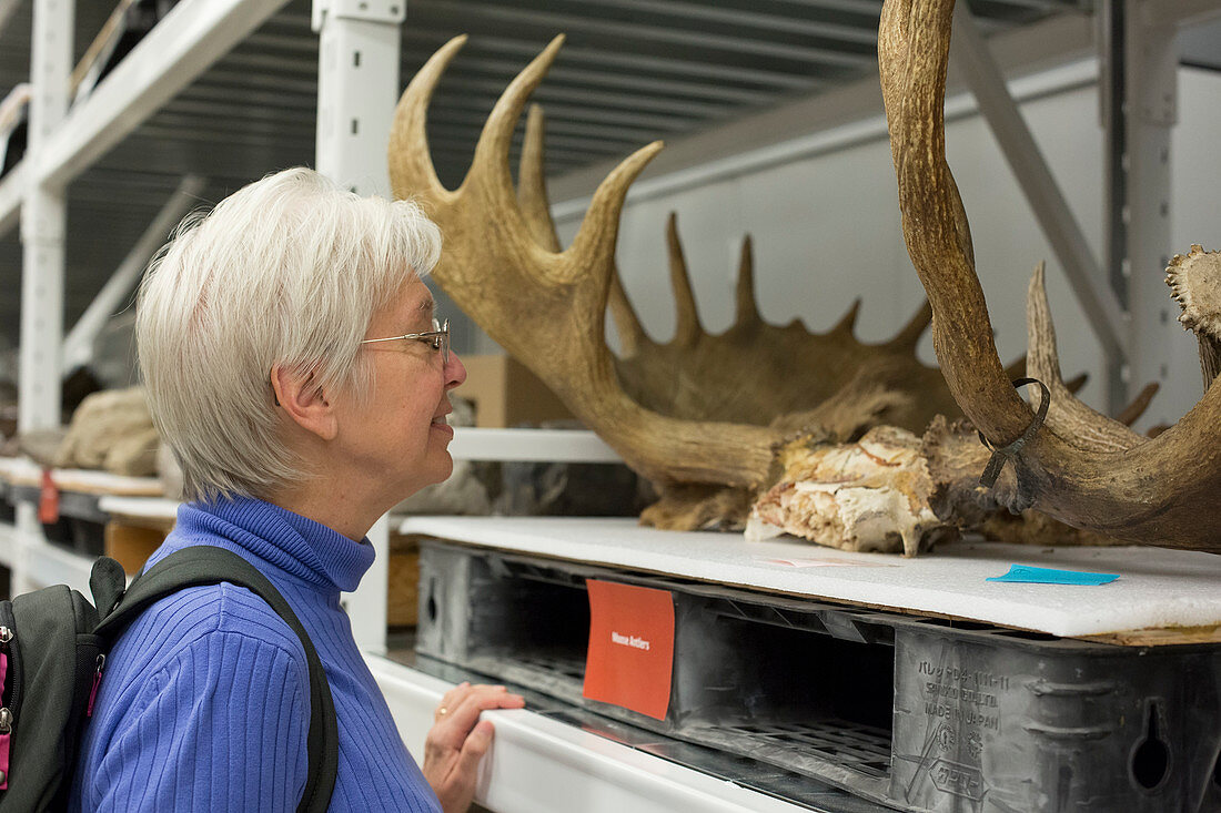 Museum visitor with moose antlers