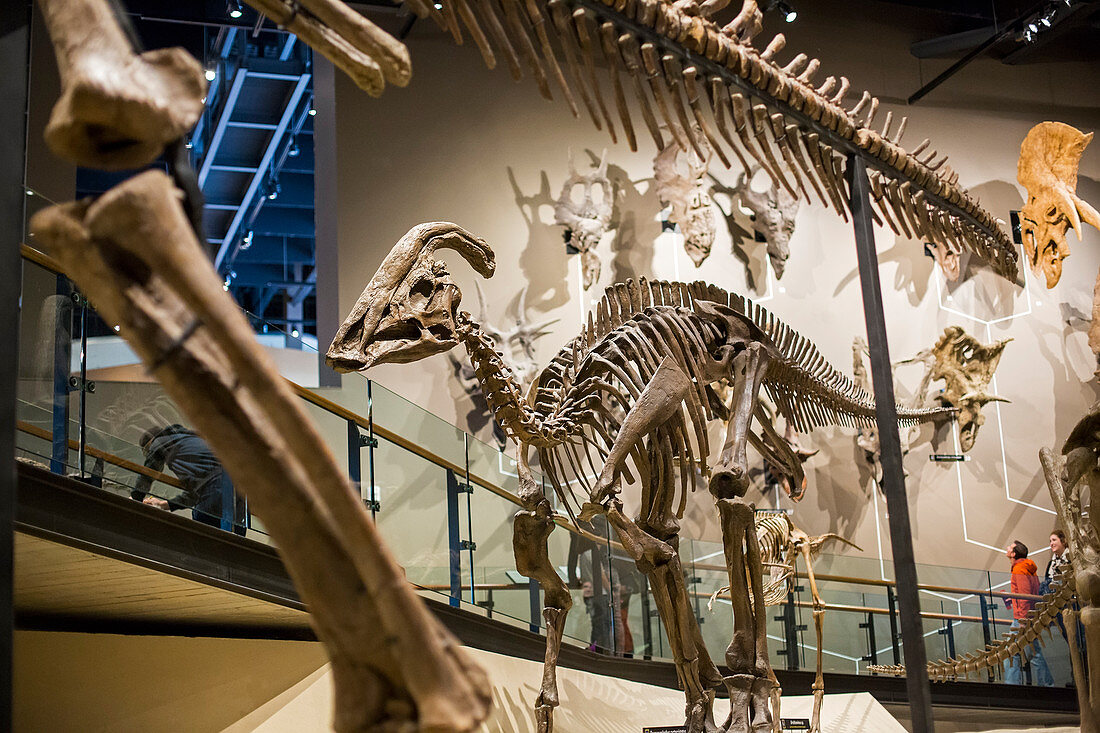 Parasaurolophus dinosaur fossil display