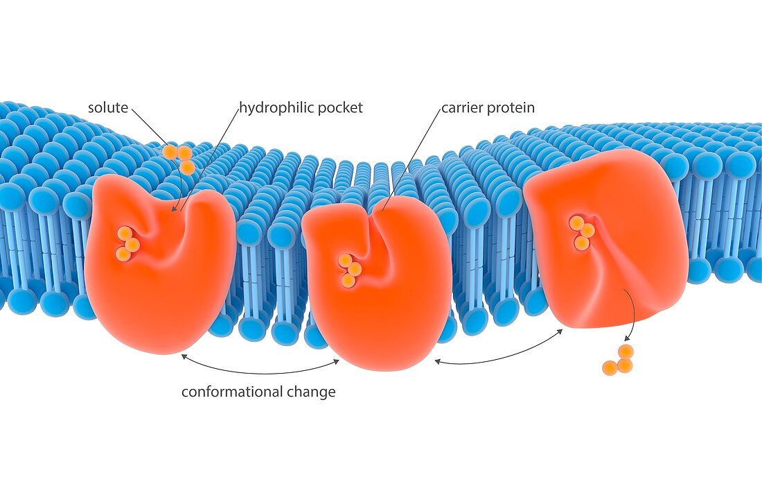 Membrane carrier proteins,illustration